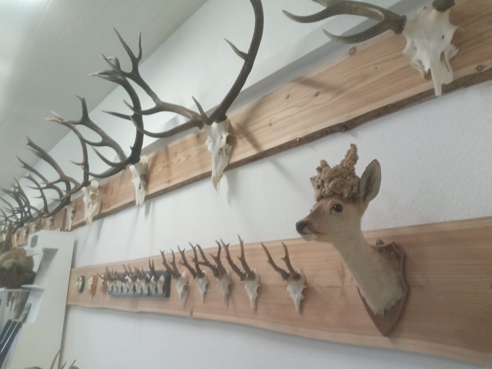 Trophäen und Präparate aus der Jagdschule